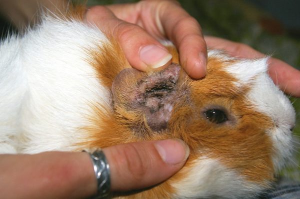 Parasites in guinea pigs: withers, ticks, fleas and lice - symptoms, treatment and prevention