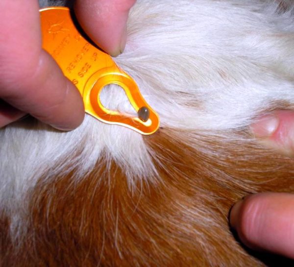 Parasites in guinea pigs: withers, ticks, fleas and lice - symptoms, treatment and prevention