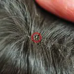Parasites in guinea pigs: withers, ticks, fleas and lice – symptoms, treatment and prevention