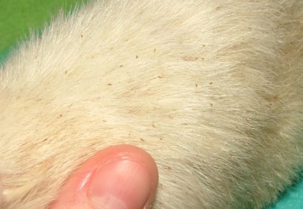 Parasites in rats: fleas, withers, lice and ticks - treatment and prevention