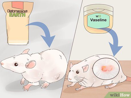 Parasites in rats: fleas, withers, lice and ticks &#8211; treatment and prevention