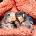 salmonellosis in parrots