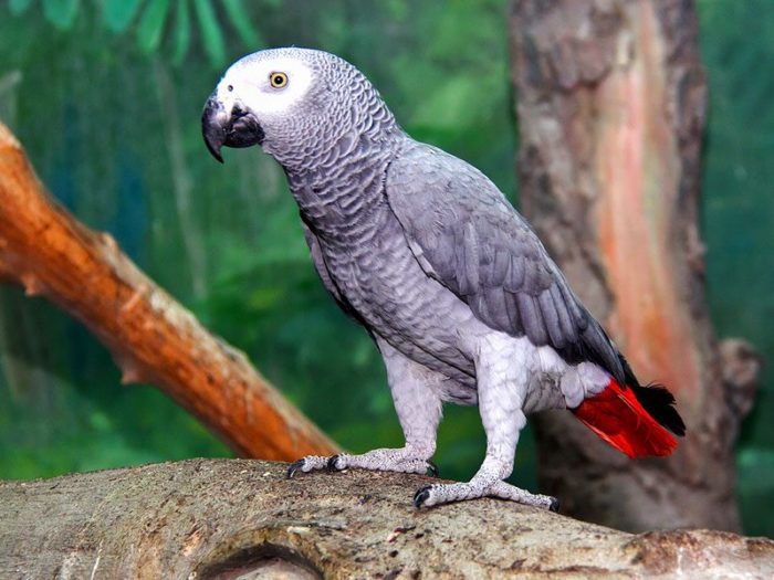 Parrot Jaco: care, maintenance, how long they live