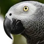 Parrot Jaco: care, maintenance, how long they live