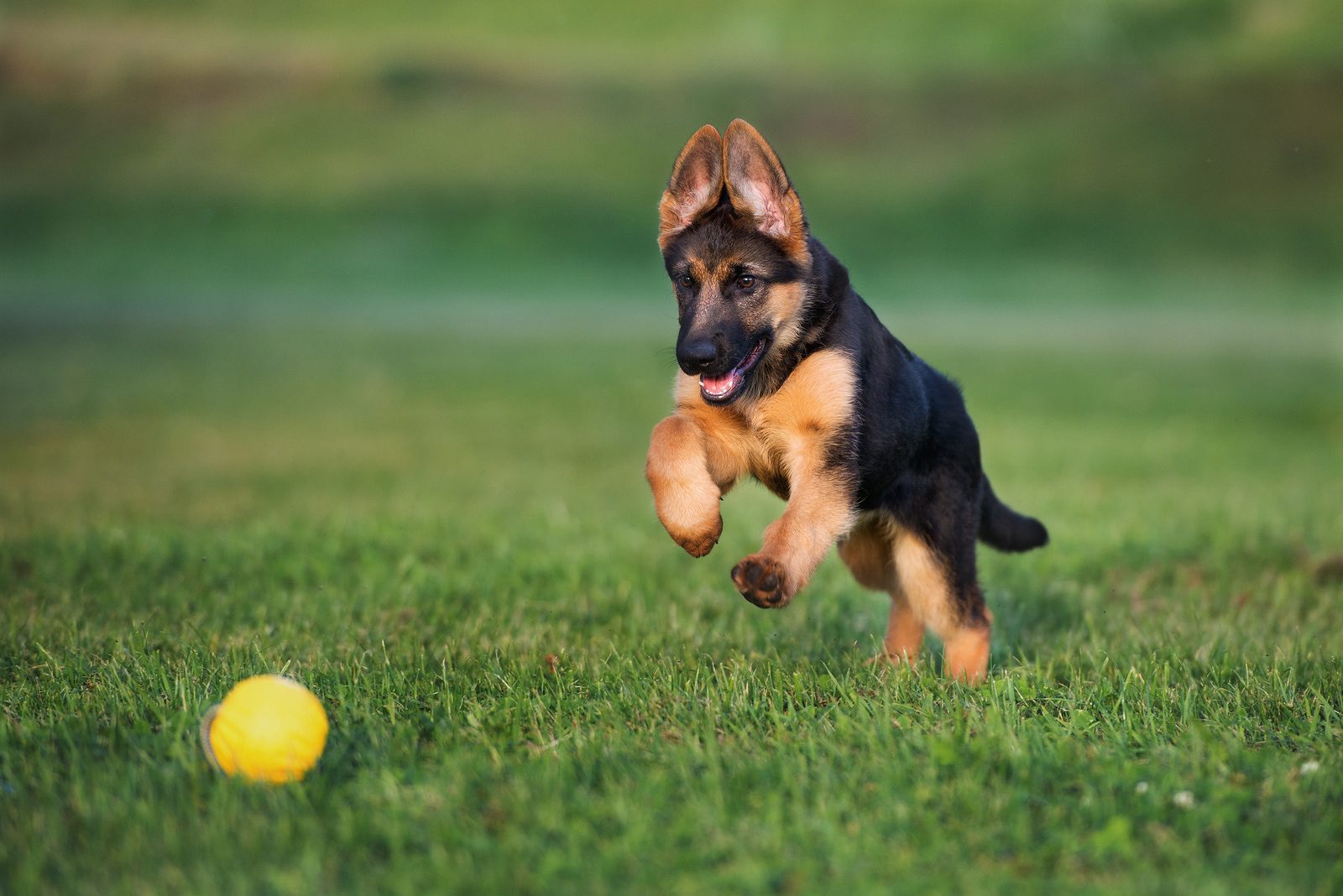 Parvovirus Infection in Dogs: Symptoms and Treatment