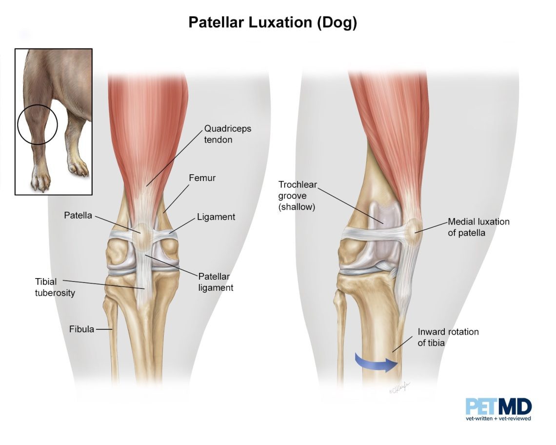 Patella Dislocation in Dogs: Diagnosis, Treatment, and More