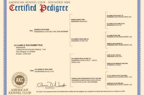Pedigree of a dog: how to get documents