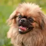 Pekingese: how to take care of them and how to properly name a boy’s dog