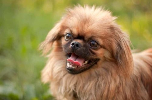 Pekingese: how to take care of them and how to properly name a boy&#8217;s dog