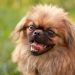 Dog nicknames: how to correctly and accurately choose a nickname for your pet