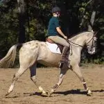 Perfecting the landing at the posting trot