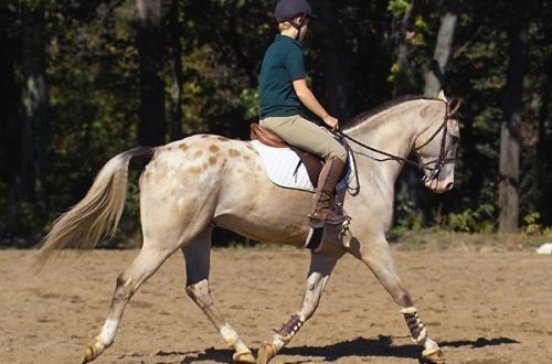 Perfecting the landing at the posting trot