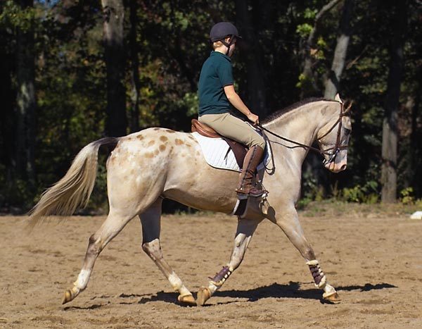 Perfecting the landing at the posting trot