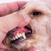 The dog has urine with blood: what to do
