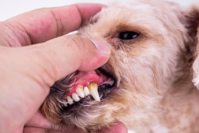 Periodontitis in Dogs: Symptoms and Treatment