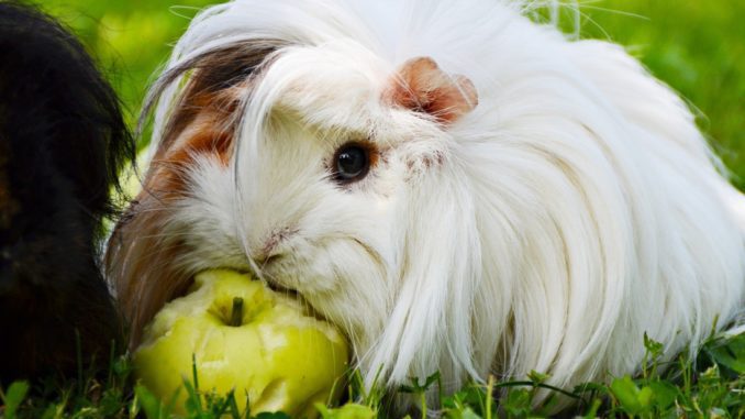 Peruvian guinea pig - photo and description of the breed