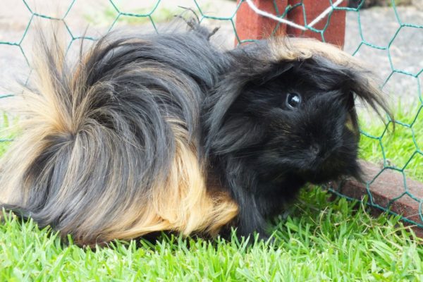 Peruvian guinea pig - photo and description of the breed