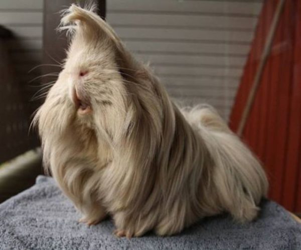 Peruvian guinea pig - photo and description of the breed