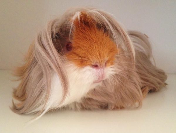 Peruvian guinea pig - photo and description of the breed