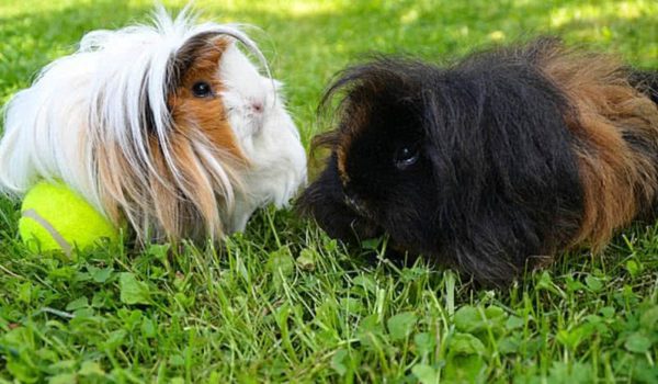 Peruvian guinea pig - photo and description of the breed