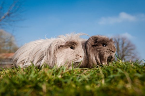 Peruvian guinea pig - photo and description of the breed