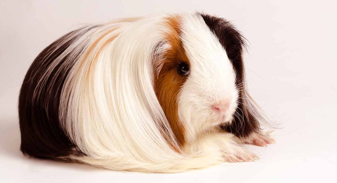 Peruvian guinea pig &#8211; photo and description of the breed