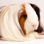 Peruvian guinea pig – photo and description of the breed