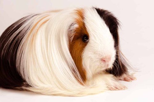 Peruvian guinea pig &#8211; photo and description of the breed