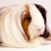 Guinea pig tumor and abscess &#8211; treatment of bumps, sores, growths on the body