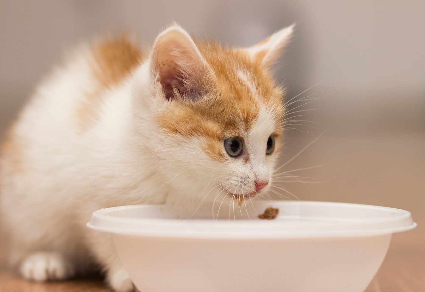 Pet food from kitten to senior cat