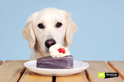 Pets and desserts: is it possible to feed a dog sweet