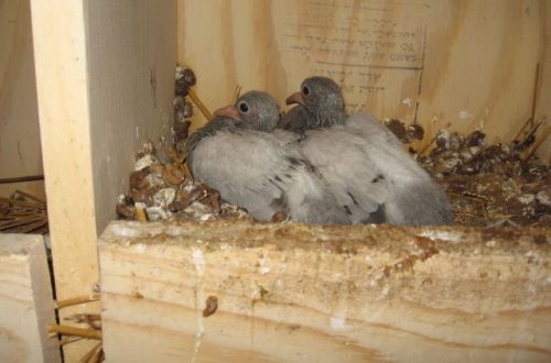 Pigeons and their little chicks: what the cubs look like photo