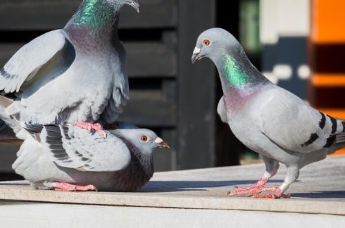 Pigeons, how they breed, where they live and their mating process