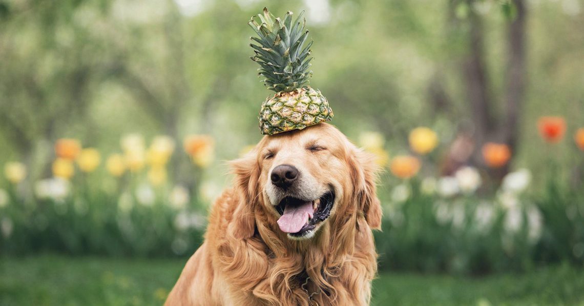 Pineapple for a dog: benefits and harms