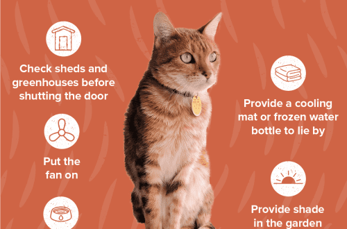 Planning a safe holiday for your cat