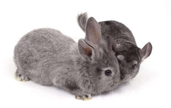Planting chinchillas: can heterosexual and same-sex individuals live together in the same cage
