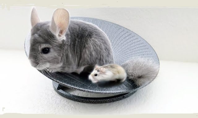 Planting chinchillas: can heterosexual and same-sex individuals live together in the same cage