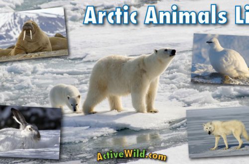 Plants, Birds and Animals of the Arctic Deserts: Features of the Habitat and Lifestyle