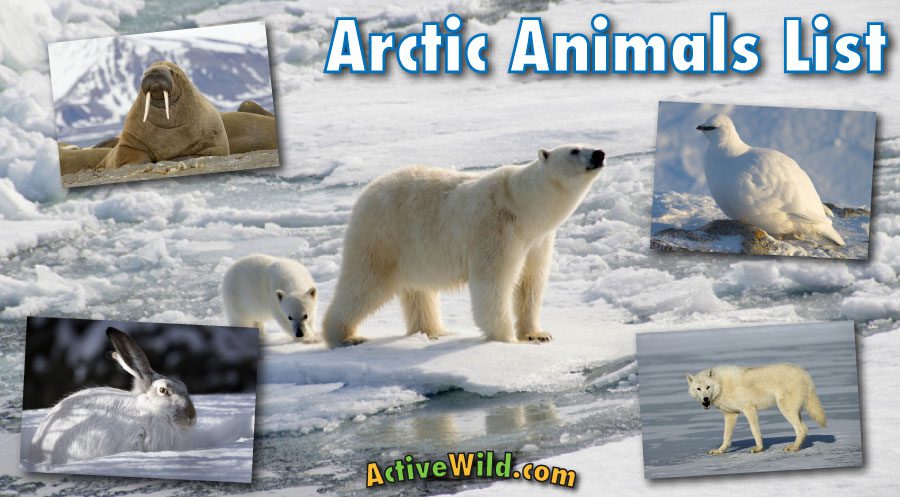 Plants, Birds and Animals of the Arctic Deserts: Features of the Habitat and Lifestyle