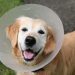 Dog surgery: procedures, anesthesia, rehabilitation and more