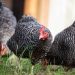 Chickens of the Dominant breed: their types and characteristics, maintenance and nutrition