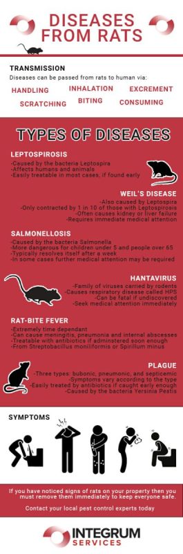Pneumonia in a rat: symptoms and treatment