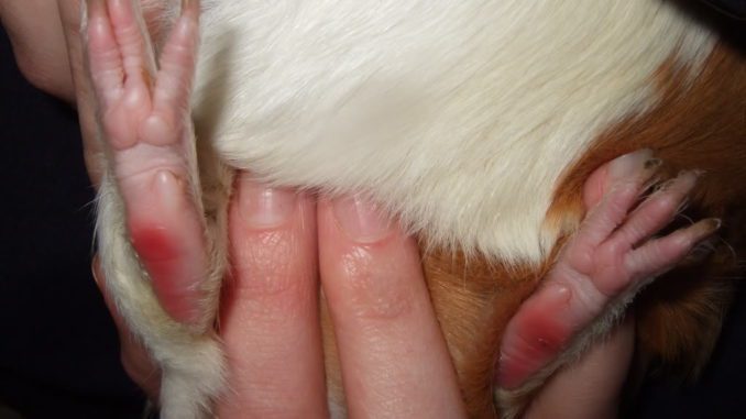 Pododermatitis in guinea pigs (corns, calluses): causes and treatment
