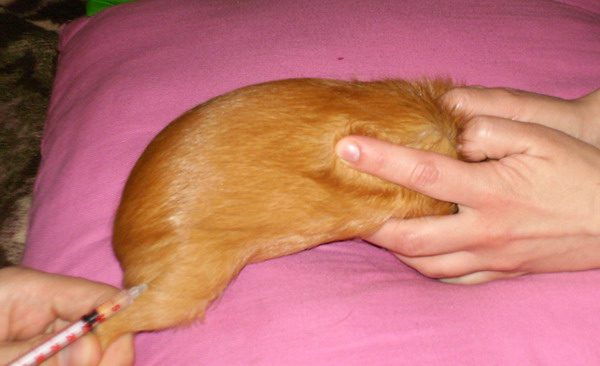 Pododermatitis in guinea pigs (corns, calluses): causes and treatment