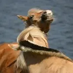 Point of view: a horse with a “hard” mouth or a “hard mind”?