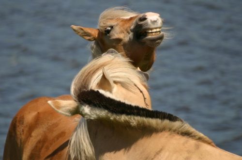 Point of view: a horse with a &#8220;hard&#8221; mouth or a &#8220;hard mind&#8221;?