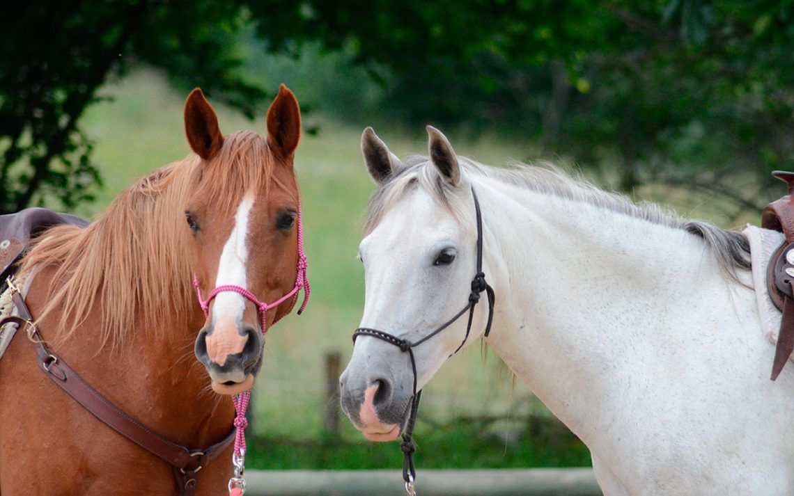 Point of View: On Leadership in Human-Horse Relationships