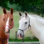 Point of View: On Leadership in Human-Horse Relationships