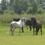 Point of View: On Leadership in Human-Horse Relationships