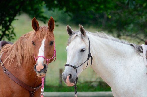 Point of View: On Leadership in Human-Horse Relationships